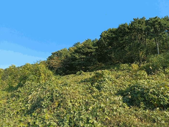 2025타경783 법원경매 사진3 | 창원 진해구 임야 경매