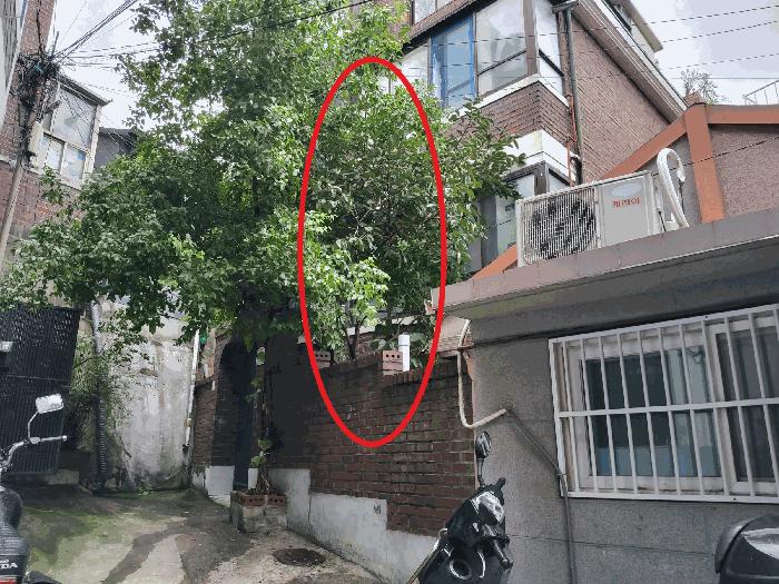 법원경매 2025타경1432 사진3 | 서울 용산구 서계동 267-42 대지 경매