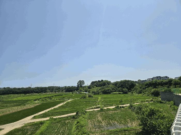 법원경매 2025타경42183 사진3 | 평택시 안중읍 안중리 98-1 답 경매