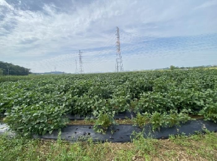 2025타경796 법원경매 사진9 | 충남 당진시 답 경매