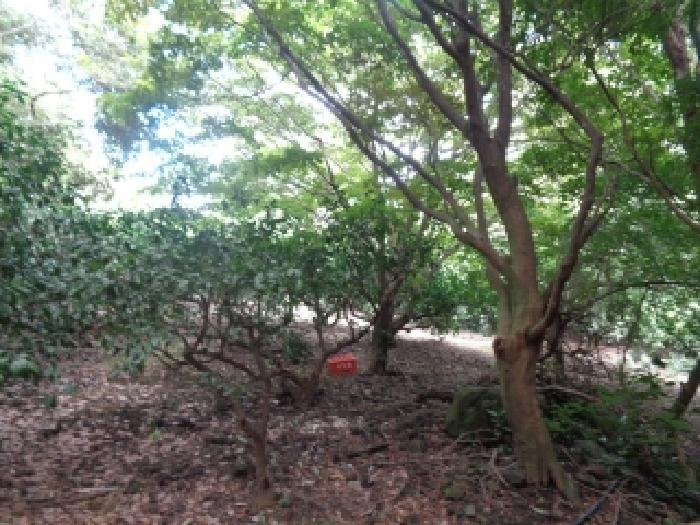 2025타경1567 법원경매 사진53 | 제주 제주시 과수원 경매