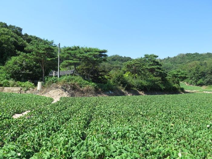 법원경매 2021타경2931 사진5 | 여주시 대신면 전 경매