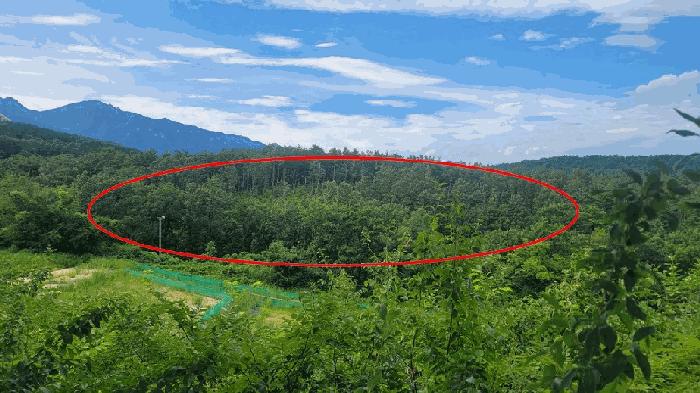 법원경매 2025타경270 사진4 | 고성군 토성면 원암리 임야 경매