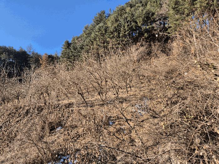 법원경매 2024타경42374 사진6 | 양평군 서종면 수능리 임야 경매