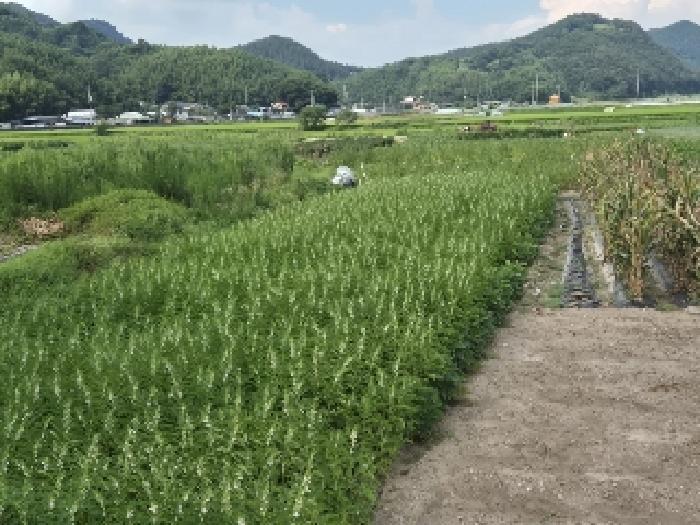 2025타경33468 법원경매 사진14 | 전남 화순군 전 경매