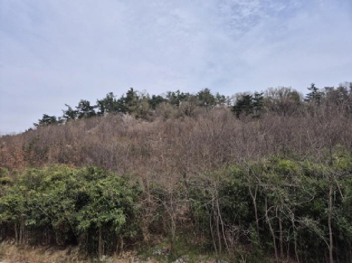 법원경매 2025타경11458 사진6 | 울산 남구 두왕동 산18-6 임야 경매
