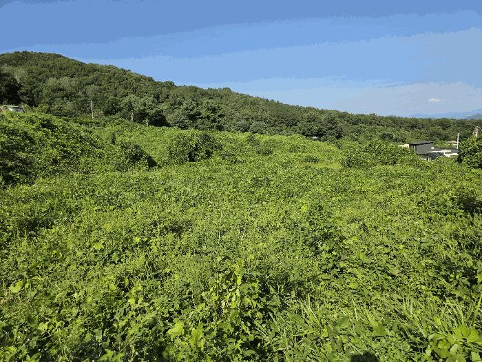 충청북도 음성군 삼성면 용성리 552-20 법원경매 물건 대표사진