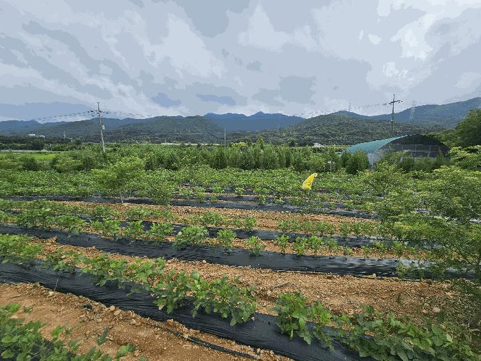 충청북도 충주시 앙성면 마련리 208-1 법원경매 물건 대표사진