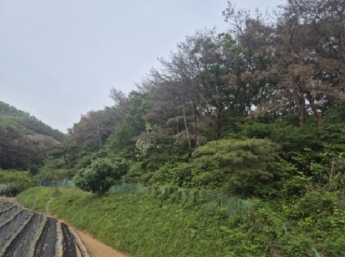 2025타경3720 법원경매 사진8 | 포항 남구 임야 경매