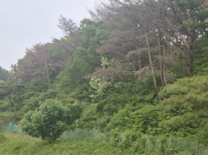 2025타경3720 법원경매 사진9 | 포항 남구 임야 경매
