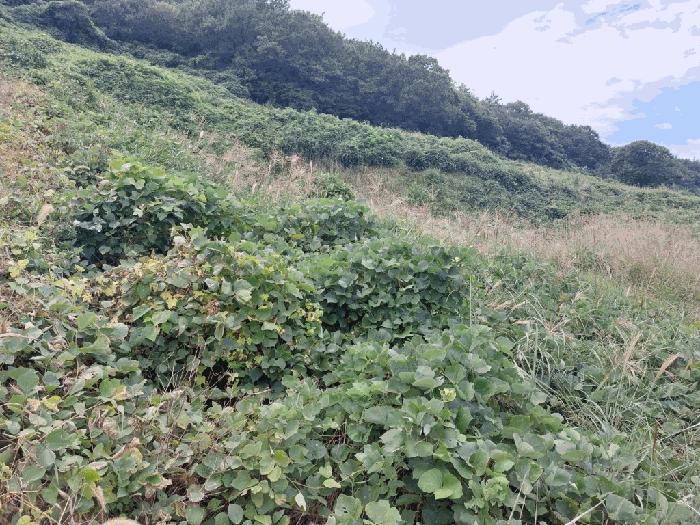 2025타경51493 법원경매 사진4 | 전남 신안군 전 경매