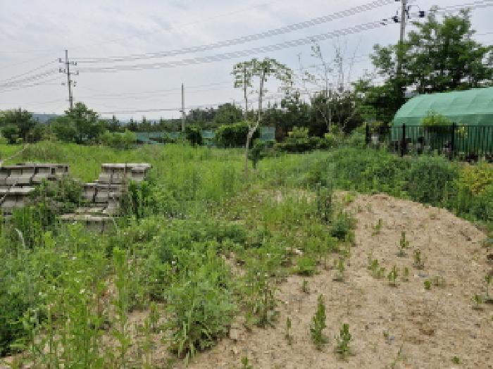 법원경매 2025타경52423 사진6 | 안산시 단원구 대부동동 1199 대지,임야,전답 경매