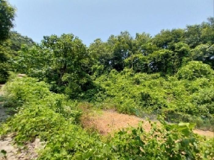 2025타경72 법원경매 사진6 | 충남 공주시 임야 경매