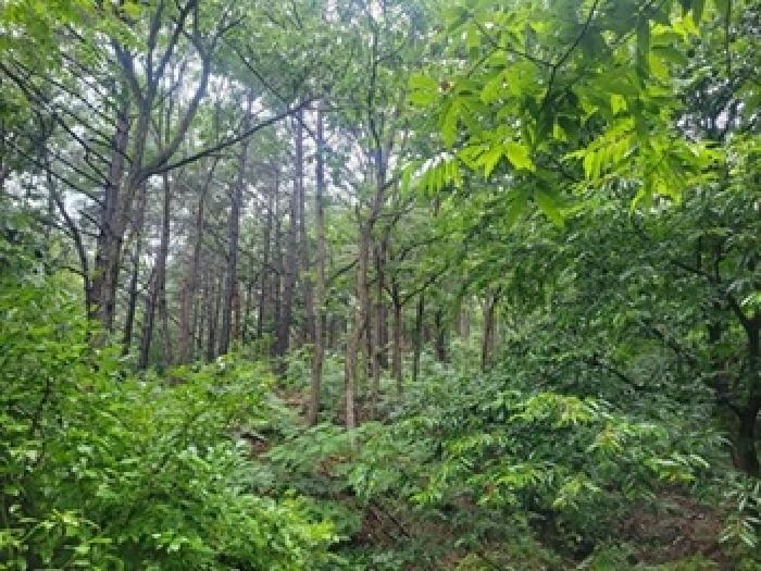 2025타경79 법원경매 사진5 | 충남 공주시 임야 경매