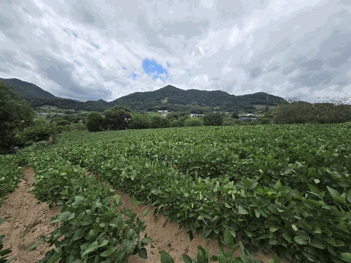 강원특별자치도 영월군 영월읍 팔괴리 15-6 법원경매 물건 대표사진