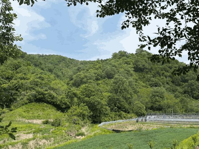 경상북도 예천군 호명읍 황지리 산40 법원경매 물건 대표사진