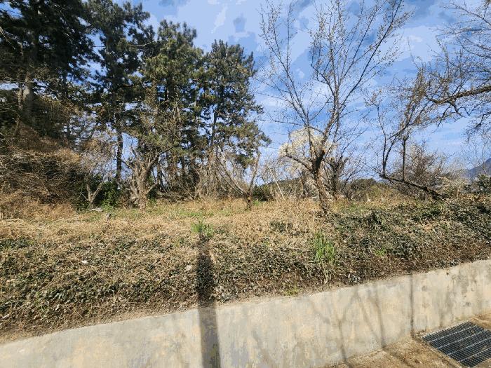 법원경매 2025타경823 사진3 | 부산 강서구 죽림동 1043 대지 경매