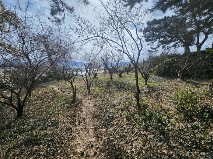 법원경매 2025타경823 사진5 | 부산 강서구 죽림동 1043 대지 경매