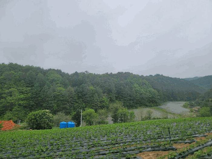 강원특별자치도 평창군 진부면 상진부리 산200-3 법원경매 물건 대표사진