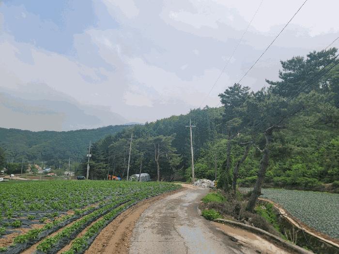 법원경매 2025타경30466 사진9 | 평창군 진부면 상진부리 임야 경매