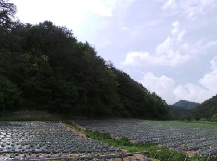 법원경매 2025타경30466 사진5 | 평창군 진부면 상월오개리 722 전 경매