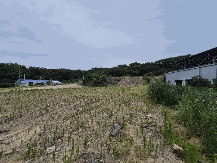 법원경매 2025타경8129 사진5 | 칠곡군 기산면 영리 803-2 대지,임야,전답 경매