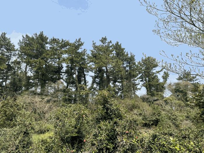 2025타경7828 법원경매 사진3 | 제주 서귀포시 임야 경매