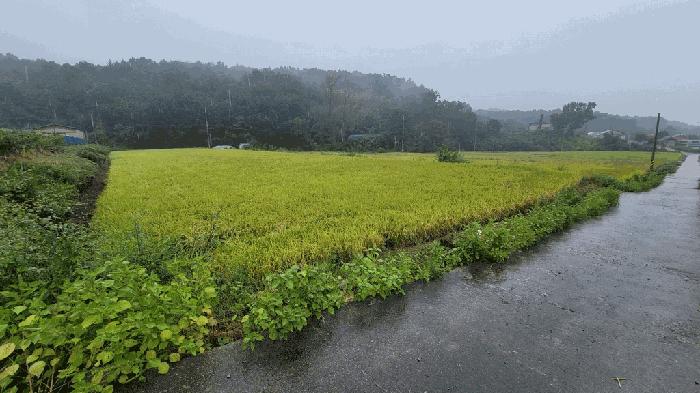 충청북도 보은군 탄부면 벽지리 299 법원경매 물건 대표사진