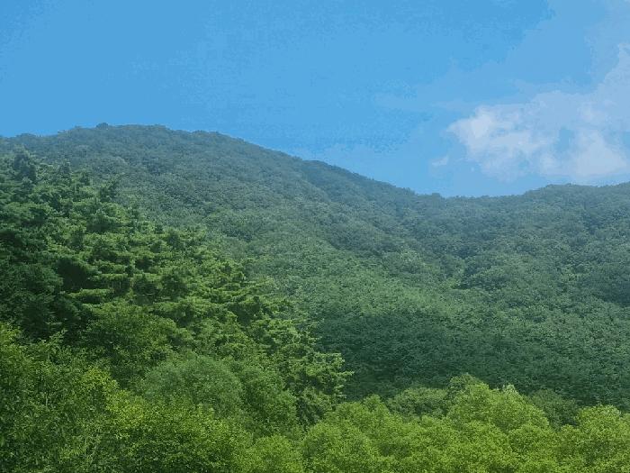 2025타경33539 법원경매 사진2 | 전남 담양군 임야 경매
