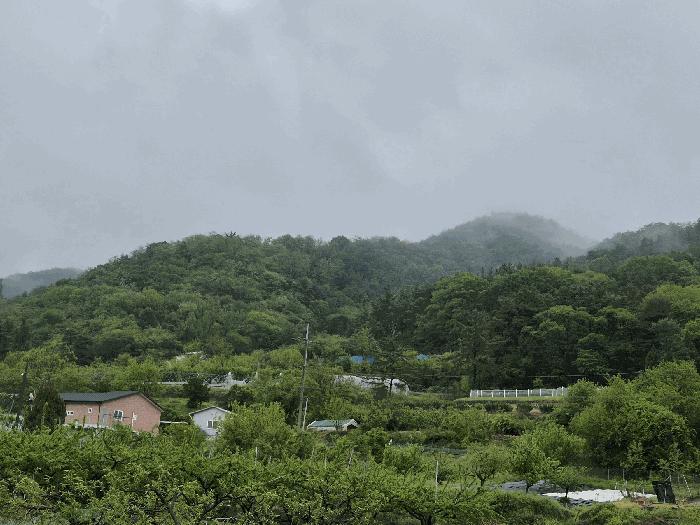 법원경매 2025타경10167 사진3 | 대구 군위군 효령면 병수리 임야 경매