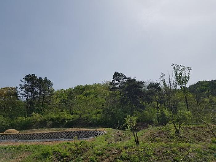 법원경매 2025타경10167 사진7 | 대구 군위군 효령면 병수리 임야 경매