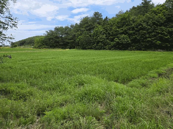 법원경매 2025타경225 사진8 | 강릉시 연곡면 동덕리 407-17 전 경매
