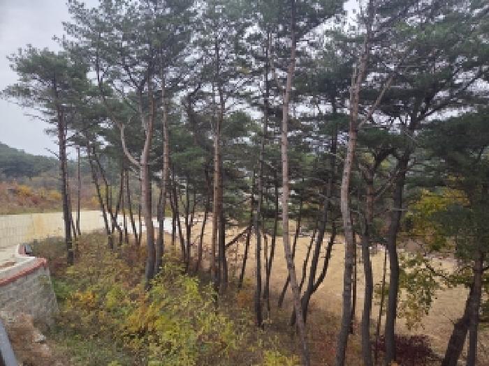 법원경매 2025타경276 사진13 | 삼척시 근덕면 전 경매