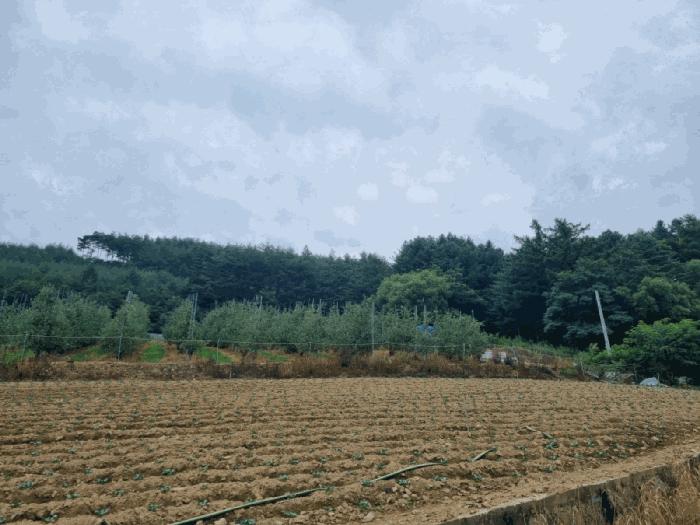 법원경매 2025타경30647 사진2 | 삼척시 하장면 장전리 임야 경매