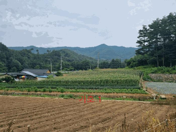 법원경매 2025타경30647 사진3 | 삼척시 하장면 장전리 임야 경매