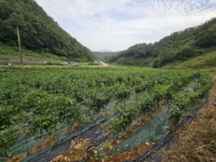 2025타경157 법원경매 사진5 | 충북 단양군 전 경매