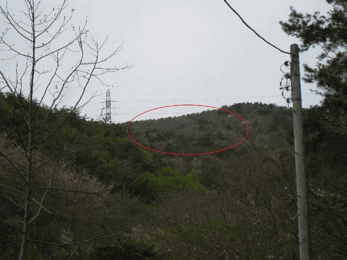 법원경매 2025타경5095 사진4 | 부산 기장군 정관읍 월평리 임야 경매