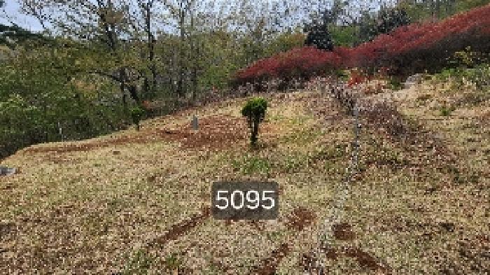 법원경매 2025타경5095 사진7 | 부산 기장군 정관읍 월평리 임야 경매