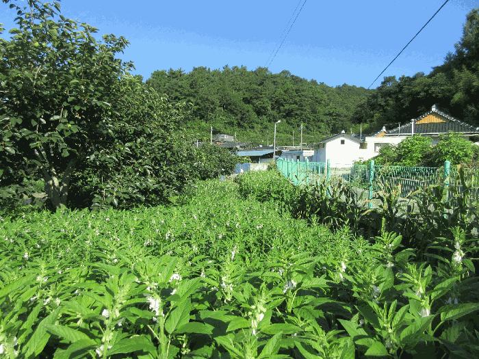2025타경51818 법원경매 사진2 | 전남 보성군 답 경매