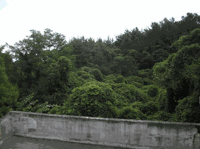 2025타경51932 법원경매 사진8 | 전남 고흥군 임야 경매