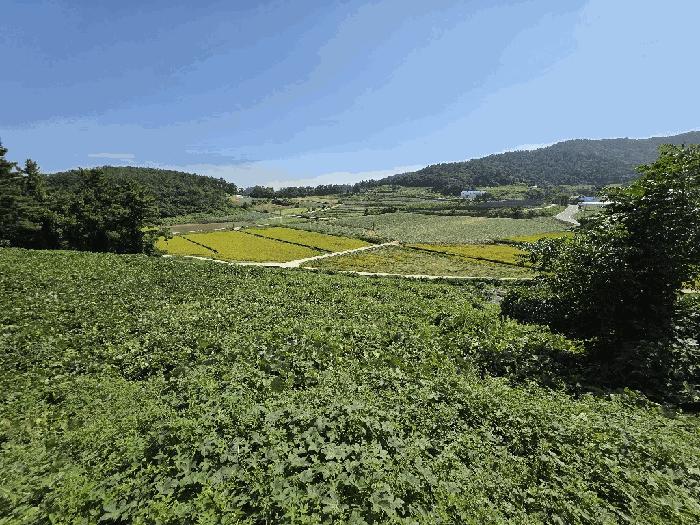법원경매 2025타경511 사진3 | 무안군 해제면 덕산리 1157 전 경매