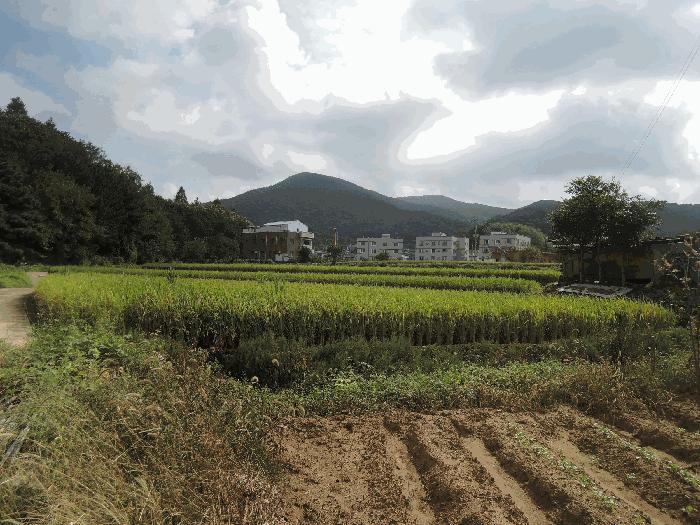 2025타경1156 법원경매 사진2 | 충남 보령시 답 경매
