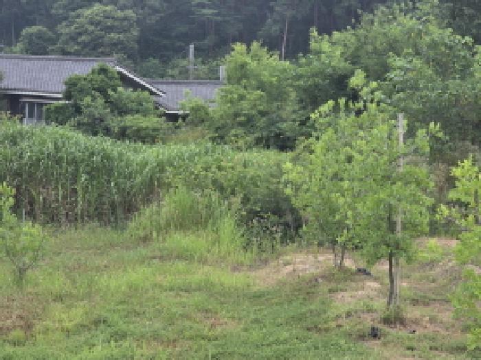 법원경매 2025타경31322 사진12 | 대구 달성군 하빈면 묘리 777 대지 경매
