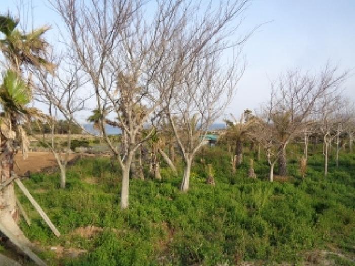 2025타경1130 법원경매 사진7 | 제주 제주시 전 경매