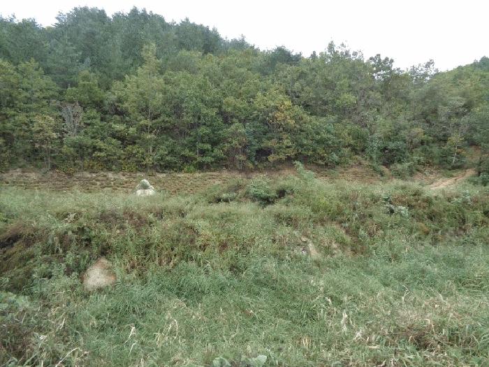 강원특별자치도 고성군 죽왕면 야촌리 산98 법원경매 물건 대표사진