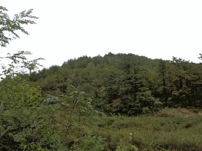 법원경매 2025타경289 사진2 | 고성군 죽왕면 야촌리 임야 경매