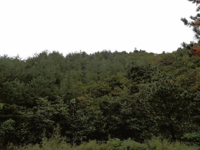 법원경매 2025타경289 사진5 | 고성군 죽왕면 야촌리 임야 경매