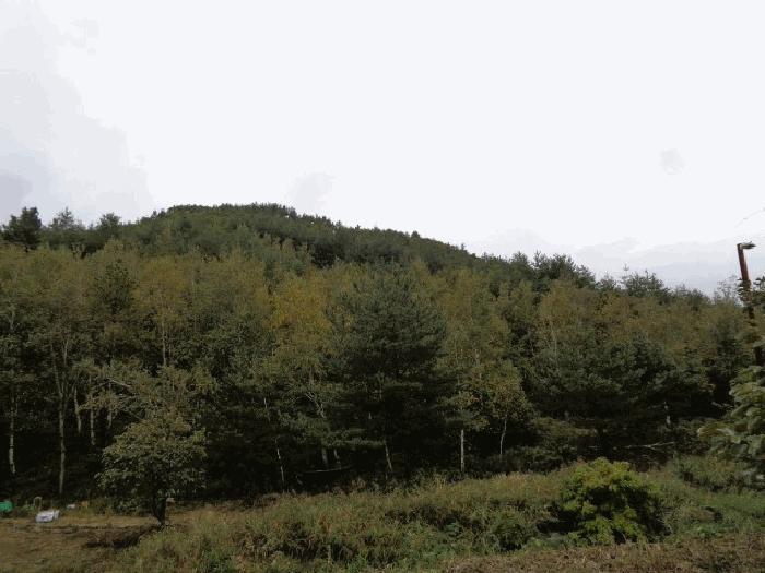 법원경매 2025타경289 사진8 | 고성군 죽왕면 야촌리 임야 경매