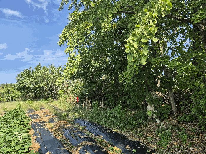 법원경매 2025타경1047 사진2 | 경산시 진량읍 평사리(平沙里) 1070-1 전답 경매