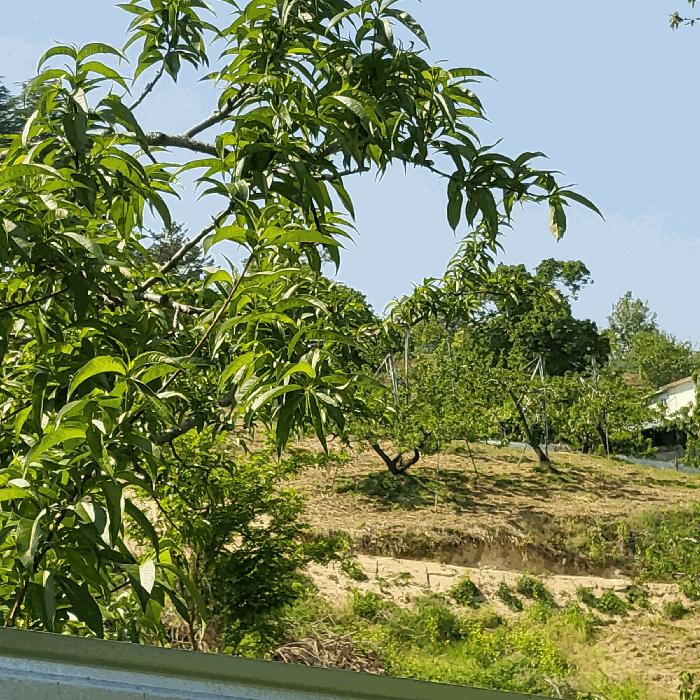 경상북도 김천시 어모면 구례리 907-2 법원경매 물건 대표사진